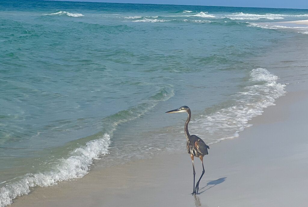 2 Condominium vacation rental located in 30A 1