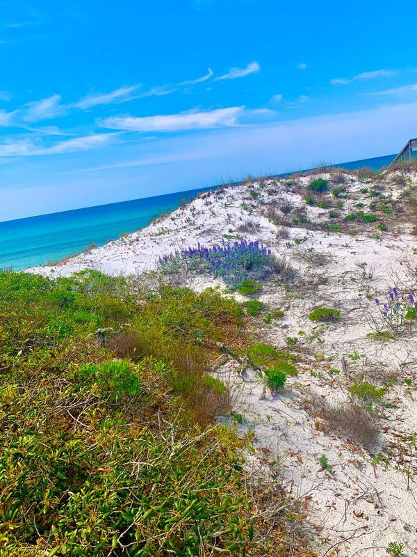 4 House vacation rental located in 30A 1